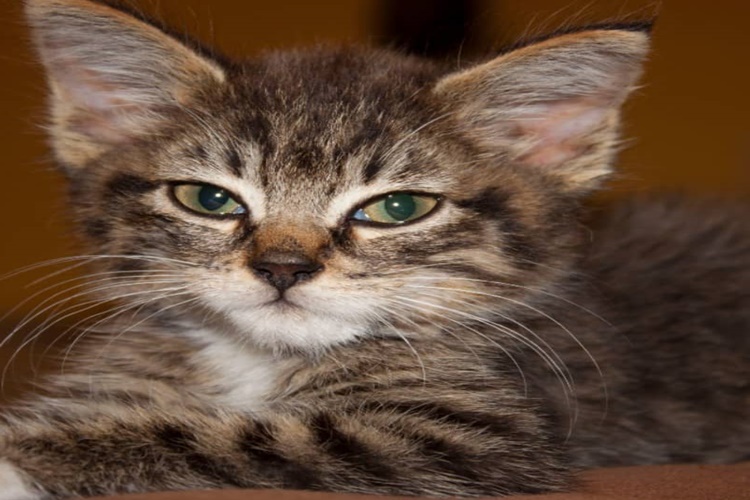 Tekir Kedi Aşıları Nelerdir?