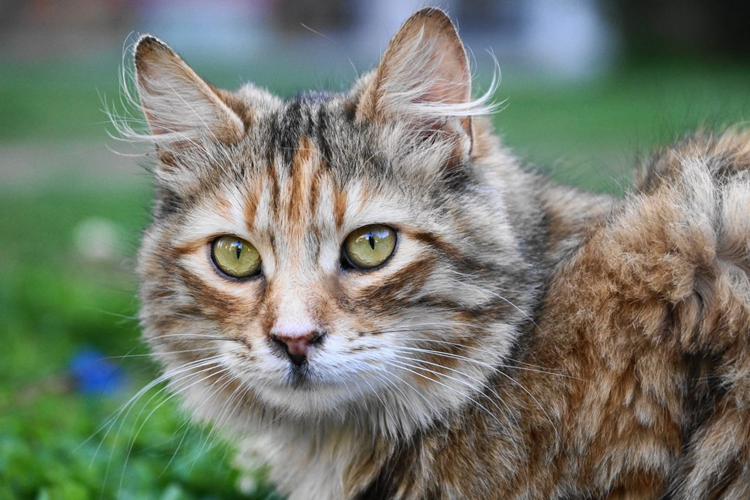 Tekir Kedi Nasıl Eğitilir?