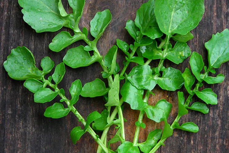 Tere Faydaları Nelerdir? Güncel Oku