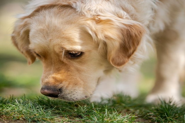 Tereyağı Köpeklere Zararlı Mı?