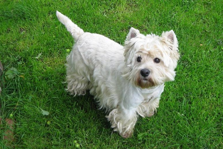 Terrier Köpek Fiyatı 2023 Ne Kadar?