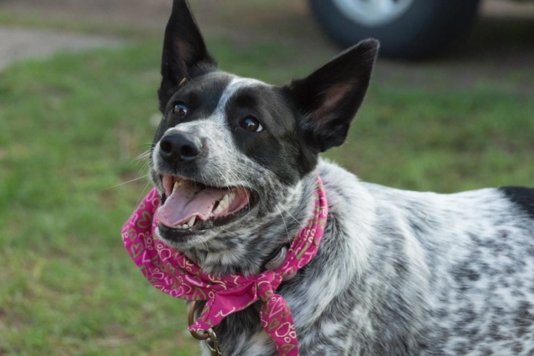 Texas Heeler Cinsi Köpekler Hakkında Bütün Merak Edilenler