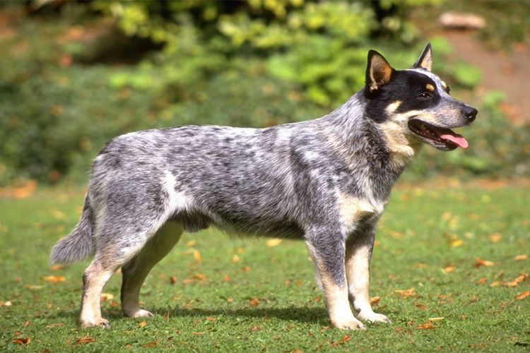 Texas Heeler Cinsi Köpeklerin Eğitimi Nasıl Olur?