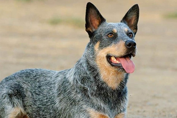 Texas Heeler Cinsi Köpeklerin Fiyatları Nedir?