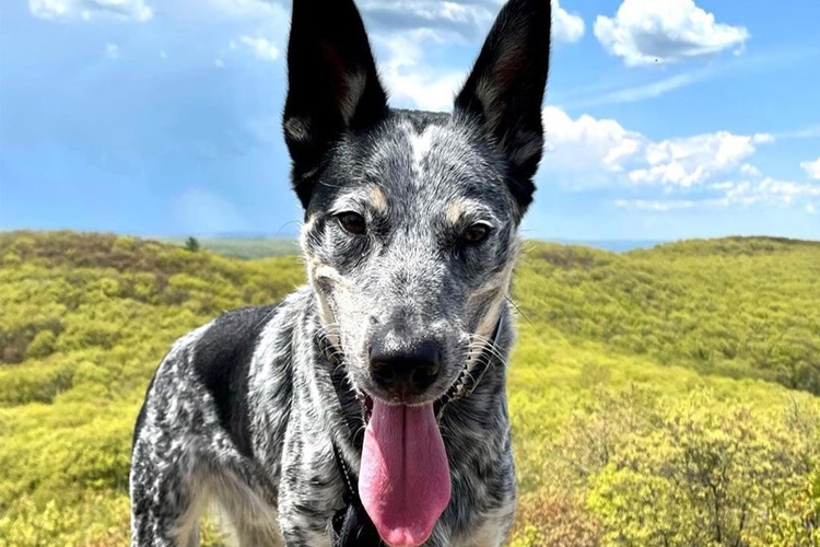 Texas Heeler Cinsi Köpeklerin Özellikleri Nelerdir?