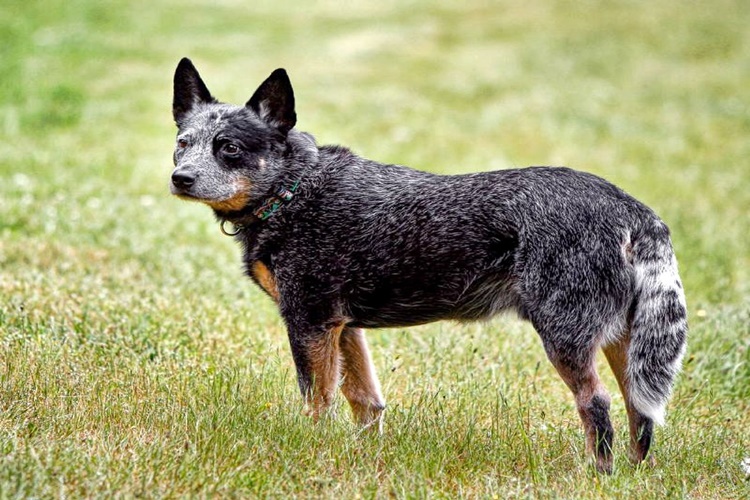 Texas Heeler Köpek Hastalıkları Nelerdir?