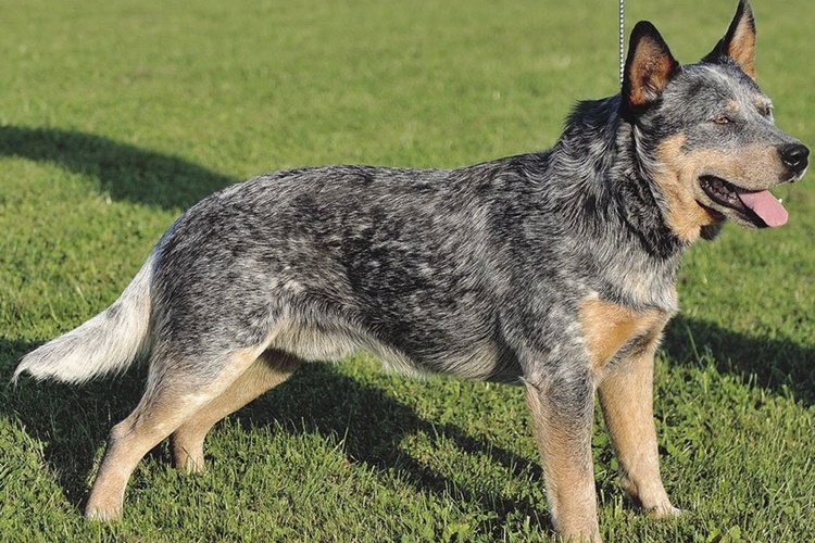 Texas Heeler Köpek İsimleri Nelerdir?