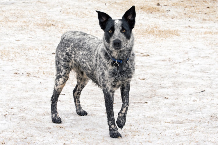 Texas Heeler Köpek Isırığı Zararlı mıdır?