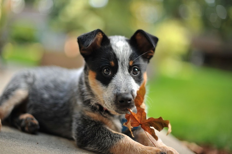 Texas Heeler Köpeklerin Renkleri Nelerdir?