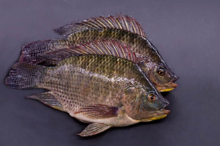 Tilapia Zehirli Mi?