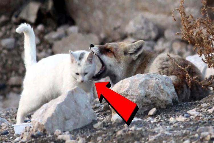 Tilki Kedi Yer Mi?