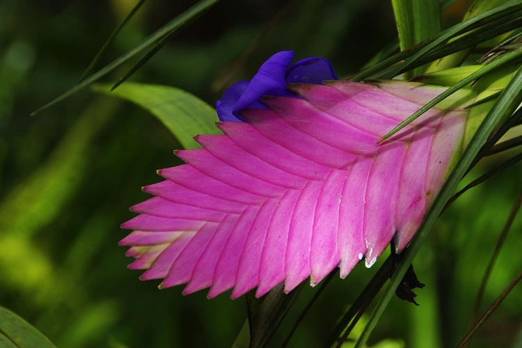 Tillandsia Çiçeği Ne Zaman Çiçek Açar?