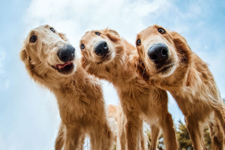 Ton Balığı Köpeklere Zararlı Mı?