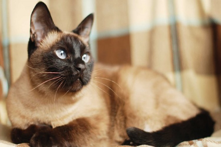 Tonkinese Kedi Özellikleri Nelerdir?