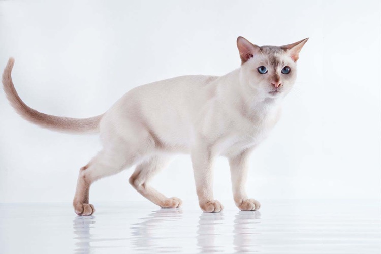 Tonkinese Kedisi Ömrü Ne Kadar?