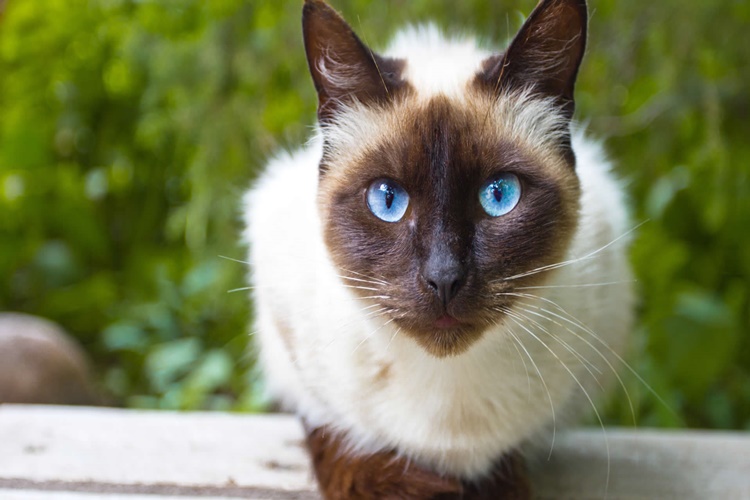 Tonkinese Kedisi Tüy Döker Mi?