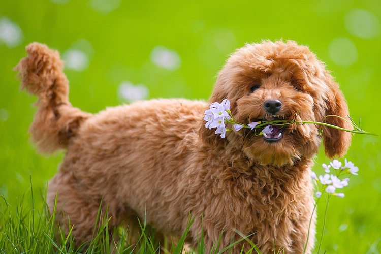Toy Poodle Gebelik Süresi Ne Kadar?