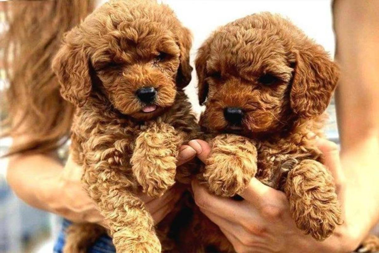 Toy Poodle Köpek Fiyatı 2023 Ne Kadar?