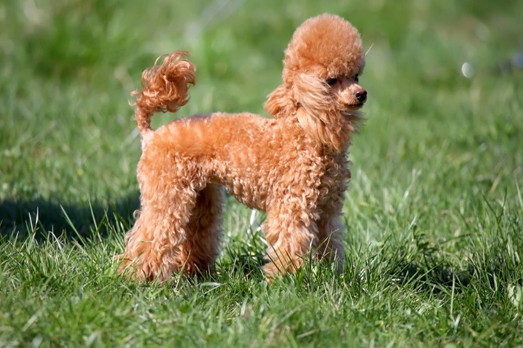 Toy Poodle Soğuğa Dayanıklı Mıdır?