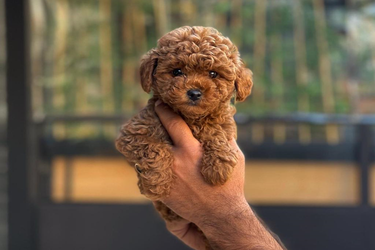 Toy Poodle Yavru Köpek Fiyatı 2023 Ne Kadar?