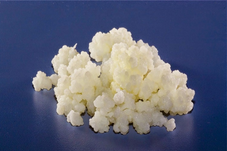 Toz Kefir Mayası Tek Kullanımlık Mı?