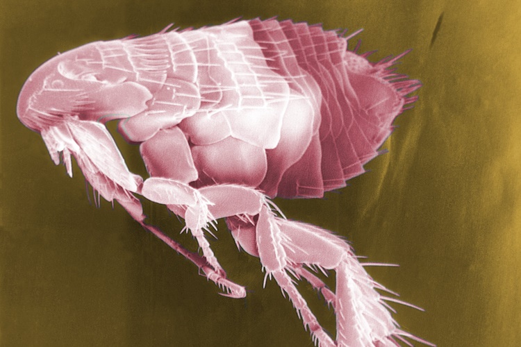 Toz Piresi İnsana Zarar Verir Mi?