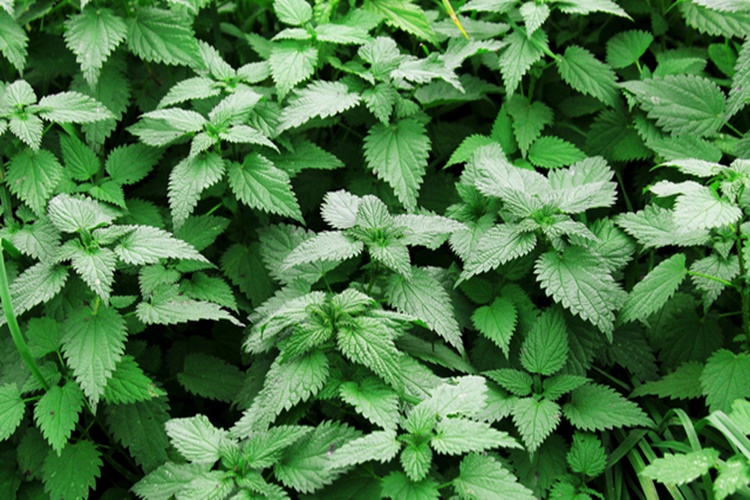 Tresan Isırgan Otlu Şampuan Saç Çıkarır Mı?