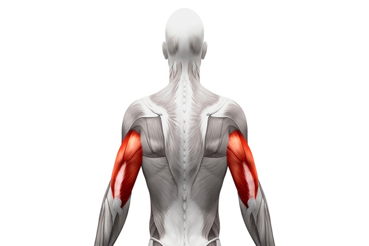 Triceps Bölgeleri Nerelerdir?