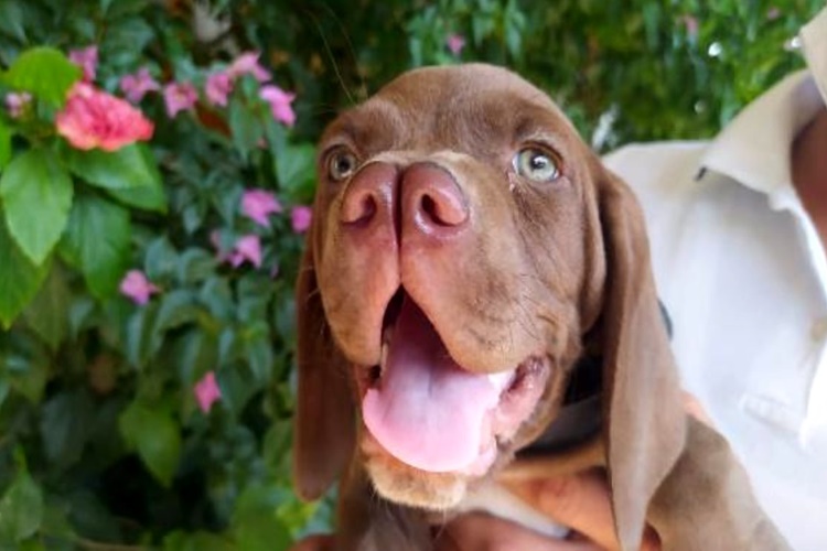 Turkish Pointer (çatal burun) Köpek Irkı Hakkında Bilinmesi Gerekenler