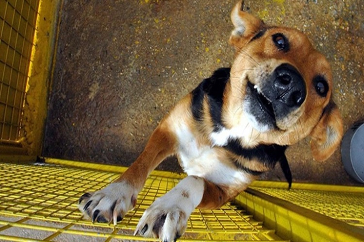 Türkmenler Köpek Eti Yer Mi?