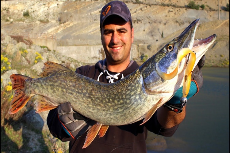 Turna Balığı Bebeklere Verilir Mi? Güncel Oku