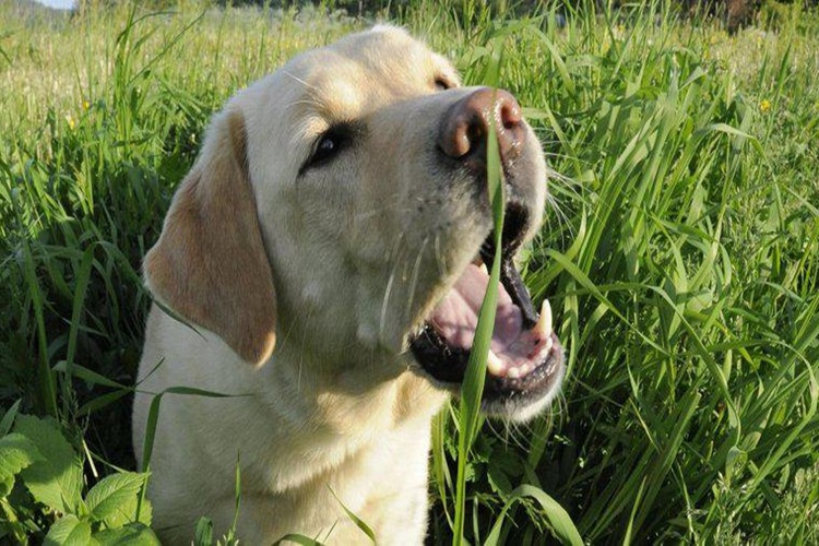 Turp Köpeklere Zararlı Mı?