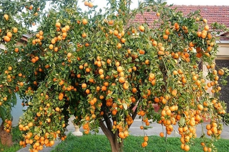 Turunç Ağacı Ne Zaman Çiçek Açar?