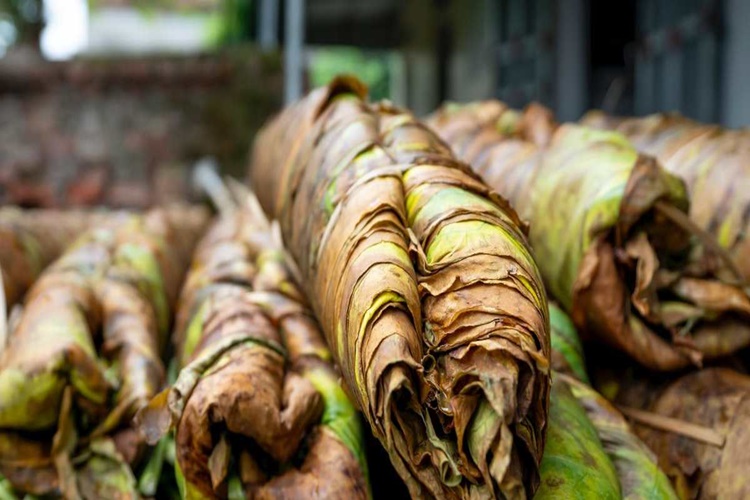Tütün Nerelerde Kullanılır?
