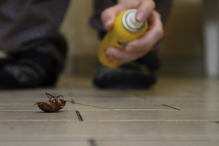 Tuvaletten Gelen Hamam Böceği Nasıl Yok Edilir?