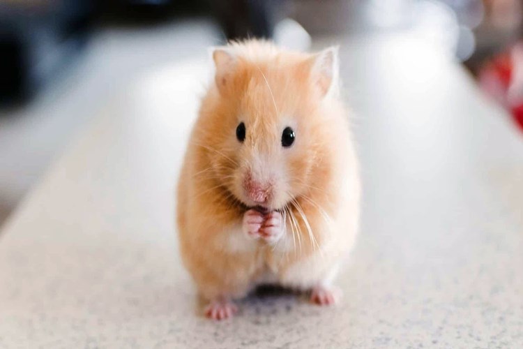 Uçağa Hamster Alınır Mı?