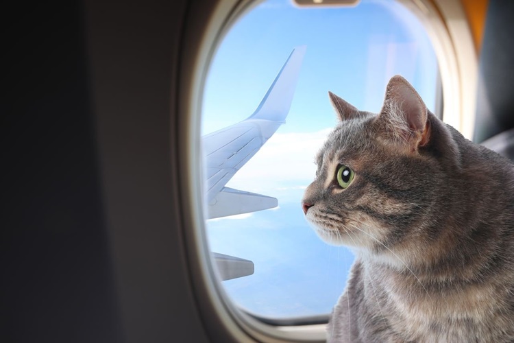 Uçakta Kedi Taşınır Mı?