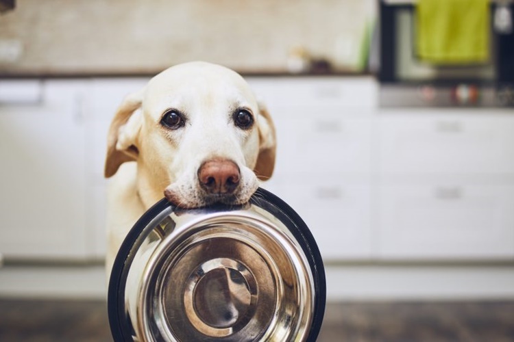 Un Köpeklere Zararlı Mı?