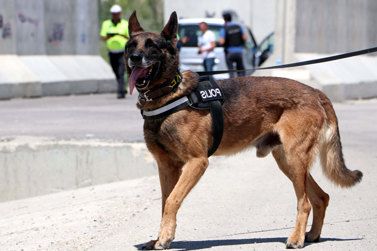 Uyuşturucu Köpekleri Nasıl Eğitilir?