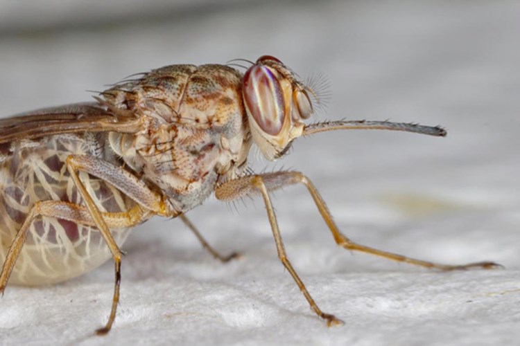 Uyuz Böceği Kaç Gün Yaşar? Güncel Oku