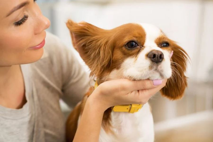 Uyuz Köpek Evde Nasıl Tedavi Edilir?
