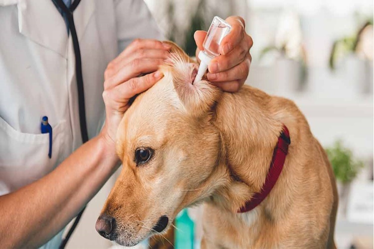 Uyuz Köpek Nasıl Tedavi Edilir?