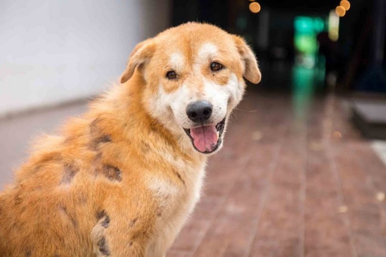 Uyuz Olan Köpek İnsana Bulaşır Mı?