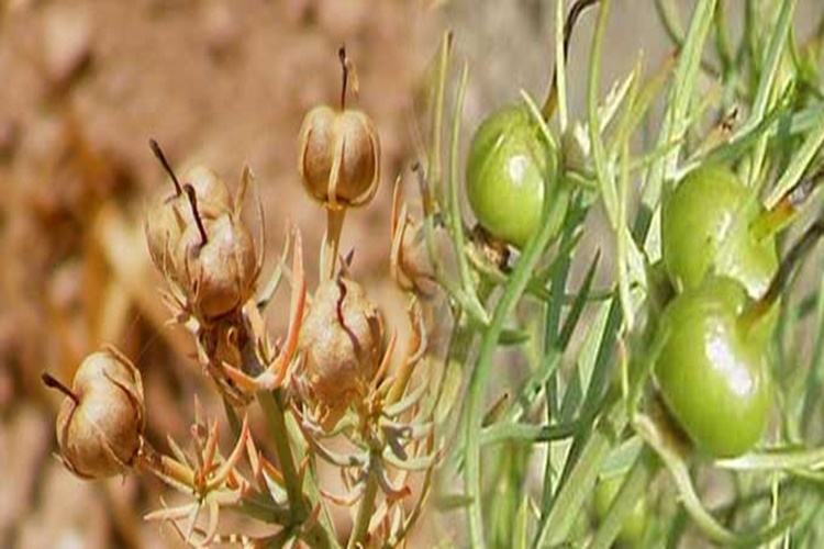 Üzerlik Tohumu Nasıl Tüketilir?