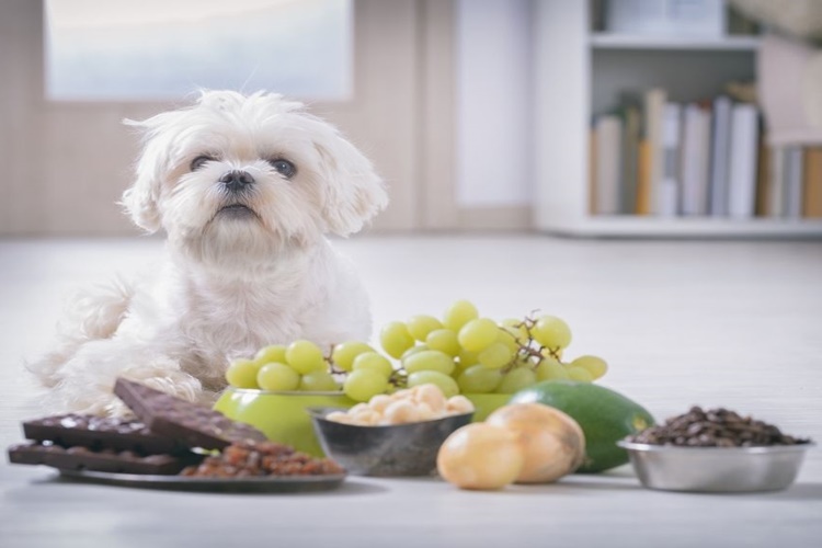 Üzüm Köpeklere Zararlı Mı?