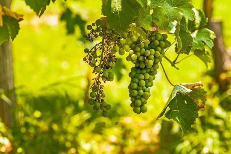 Üzüm Salkımları Neden Kurur?