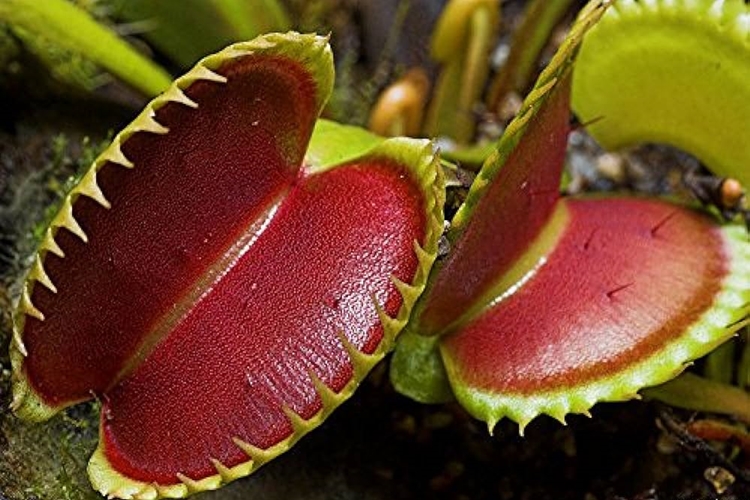 Venus Fly Trap Tohumu Kaç Günde Çimlenir?