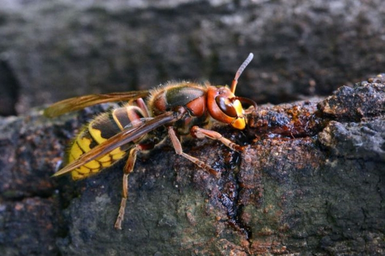 Vespa Orientalis Zehirli Mi?