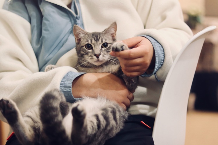 Veteriner Hekim Klinik Açma Şartları Nelerdir?