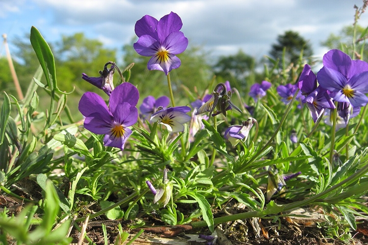 Viola Tricolor Ne Zaman Çiçek Açar?